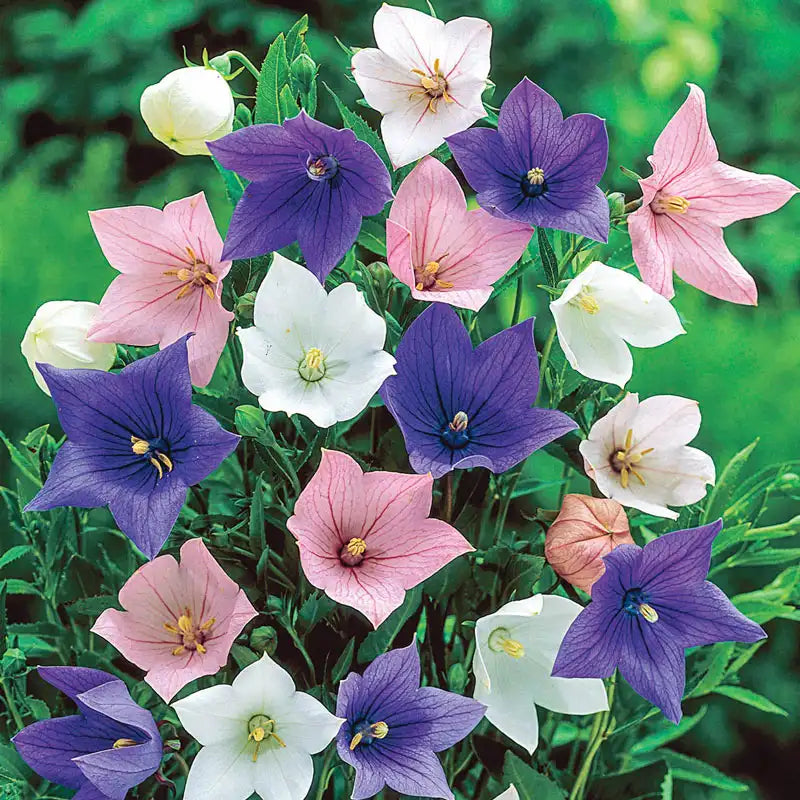 harvesting balloon flower seeds Mixed Balloon Flower