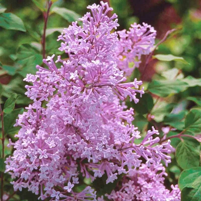lavender lilac plant Josee Reblooming Lilac Shrub - Premium | Syringa 'Josee' | Pink | Zone 5-8 | Full Sun