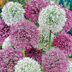 allium ☆ Giant Mixed Allium Super Bag: Bulbs from Gurney's Seed