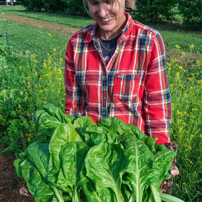 planting chard seeds Perpetual Swiss Chard Seed - Pkt Of Approx. 200 Seeds | Beta vulgaris 'Perpetual'