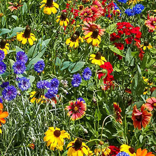 annual wildflower seed Gurney's Southeast Wildflower Seed Mixture (300-Seed Packet)