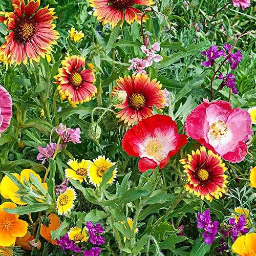 wildflower seed mix planting Southwest Wildflower Seed Mix - 1 oz Pkt Of Seeds
