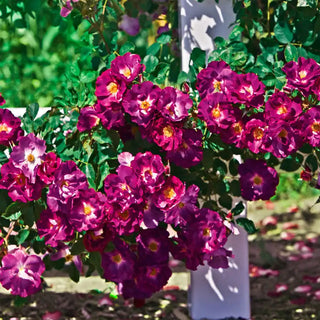 Guernys Roses Climbing Roses For Sale | Gurney's Seed & Nursery Co. – Gurneys