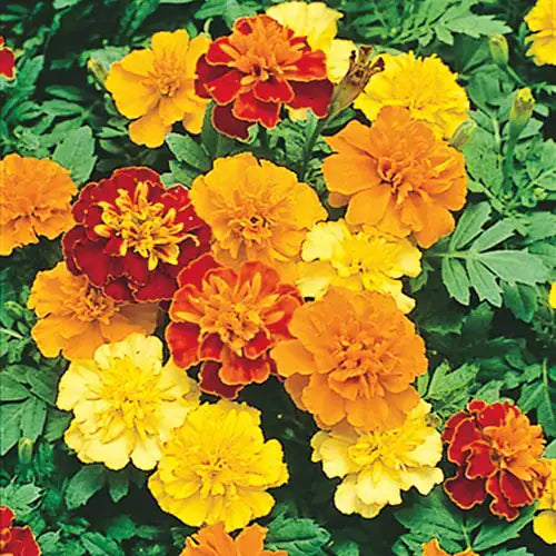 marigold seed tape Marigold Boy O' Boy Mix Pkt