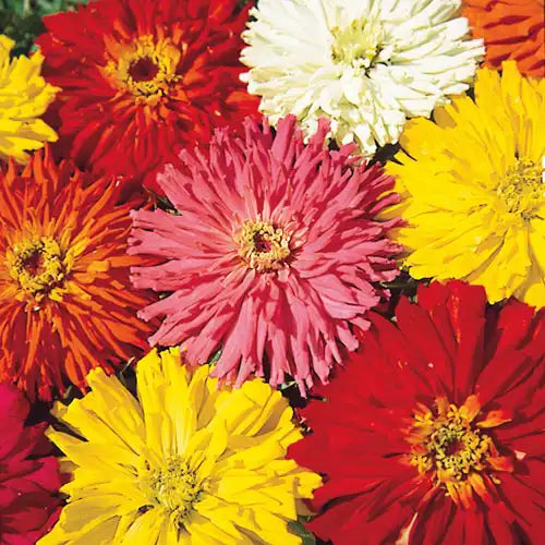 zinnia flower seed mix Gurney's Cactus Zinnia Flowering Seed Mixture (75-Seed Packet)