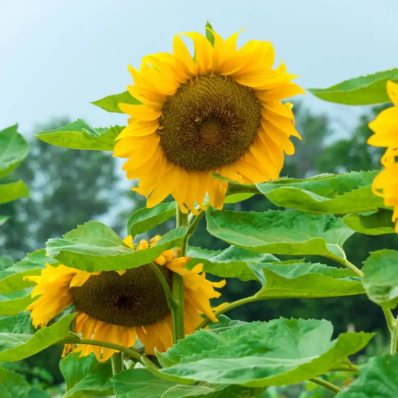 sunflower seed mix for planting Gurney's Super Snack Sunflower Seeds (25 Seed Packet)