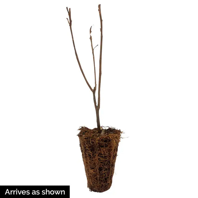 Ruby Spice Summersweet Plant