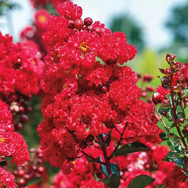 Ruffled Red Magic Reblooming Crape Myrtle | Gurney's Seed & Nursery Co.
