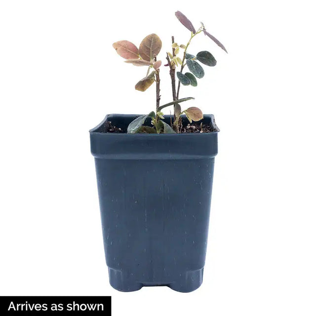 Ruby Snow™ Loropetalum