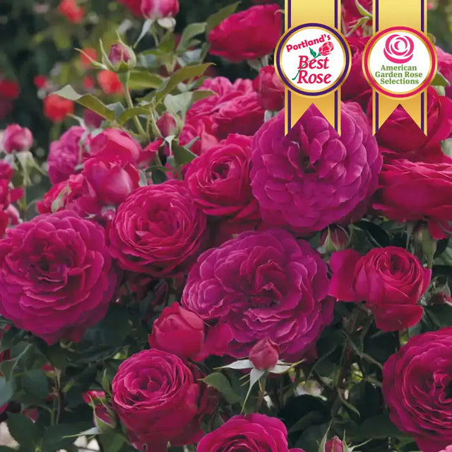 Guernys Roses Rose Bushes For Sale | Gurney's Seed & Nursery Co. – Gurneys