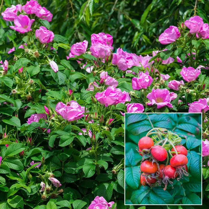 plant a seed plant a flower plant a rose Sweet Hips® Rugosa Rose