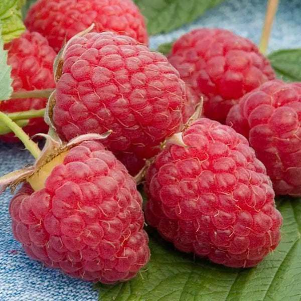 Heritage Raspberry Plant - Premium (Qty- 3) | Rubus idaeus 'Heritage'