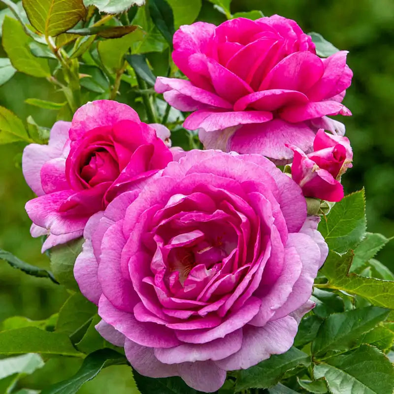 Guernys Roses Perfume Factory™ Hybrid Tea Rose | Gurney's Seed & Nursery Co.