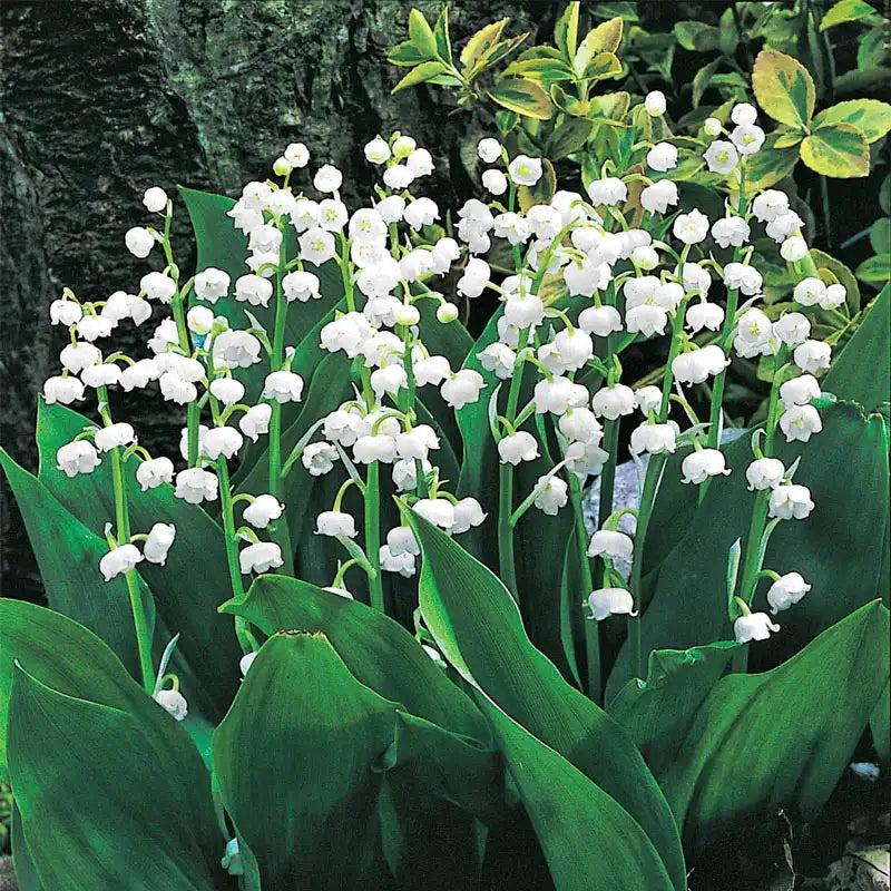 lily of valley flower Lily Of The Valley | Zone 2-8 | White | 6 - 10 inches | Partial Shade