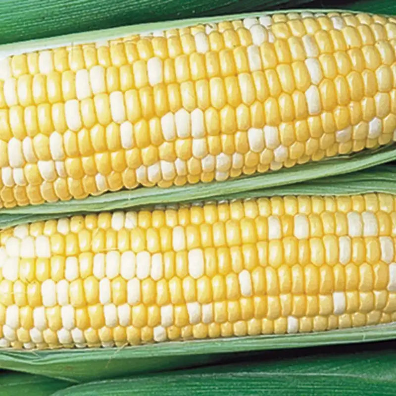 sweet corn pre emergent herbicide Honey 'N Pearl Hybrid Sweet Corn Seed (Sh2) - 1/2 lb Of Seeds | Zea mays 'Honey 'N Pearl'