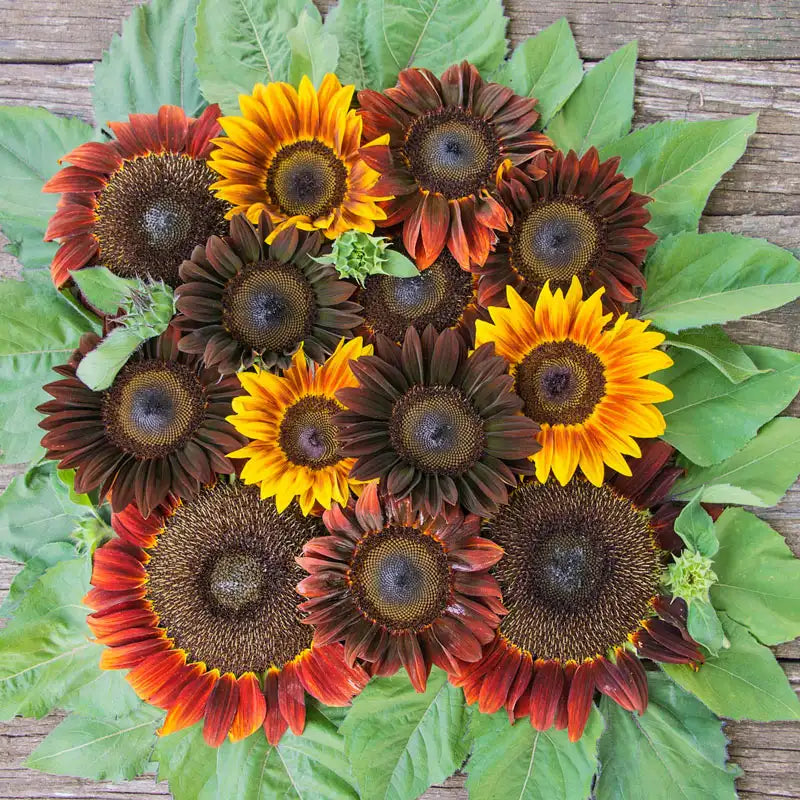 mixed sunflower seeds for planting Royal Flush Mix Sunflower