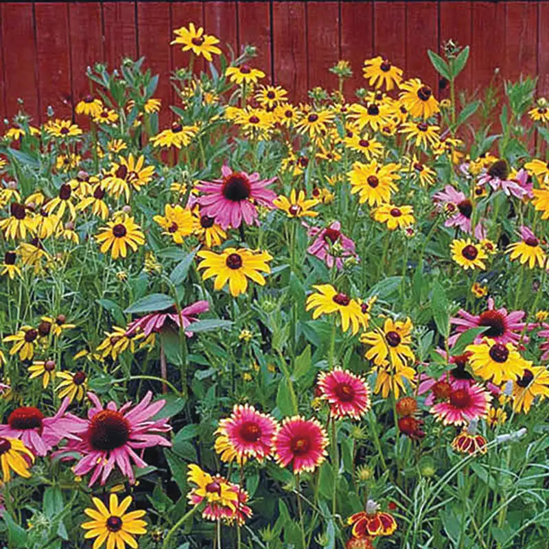 fastest growing wildflower seeds Native Perennial Wildflower Mix