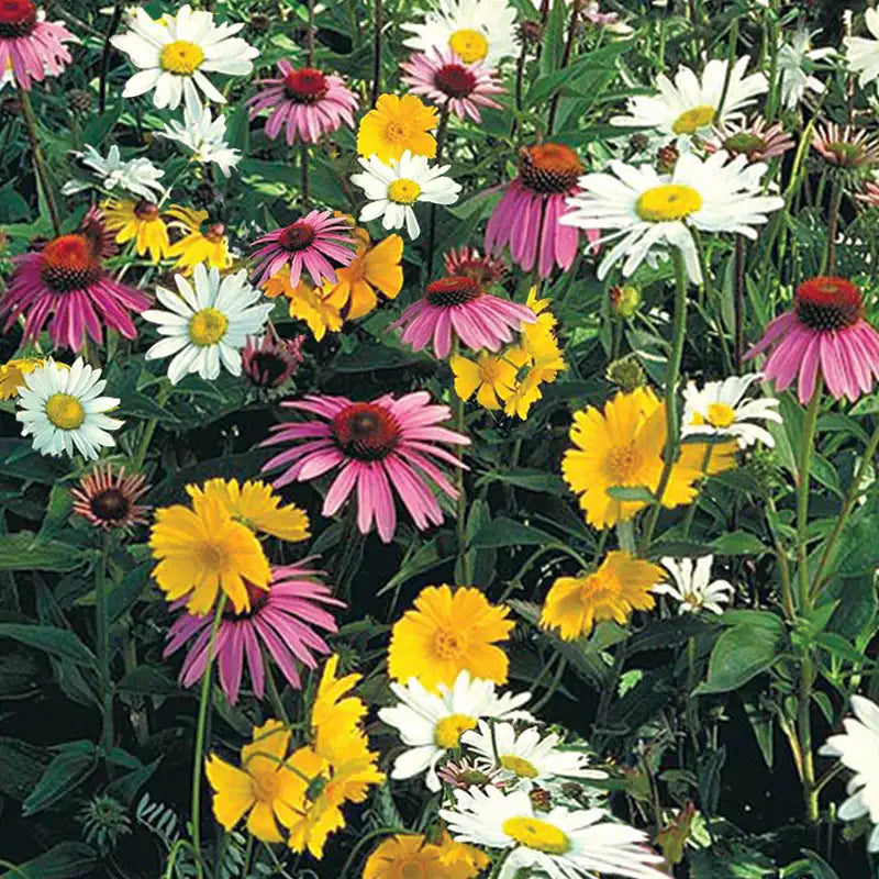shade flower seeds Shade Loving Wildflower Seed Mixture (0.5 oz. Seed Packet)