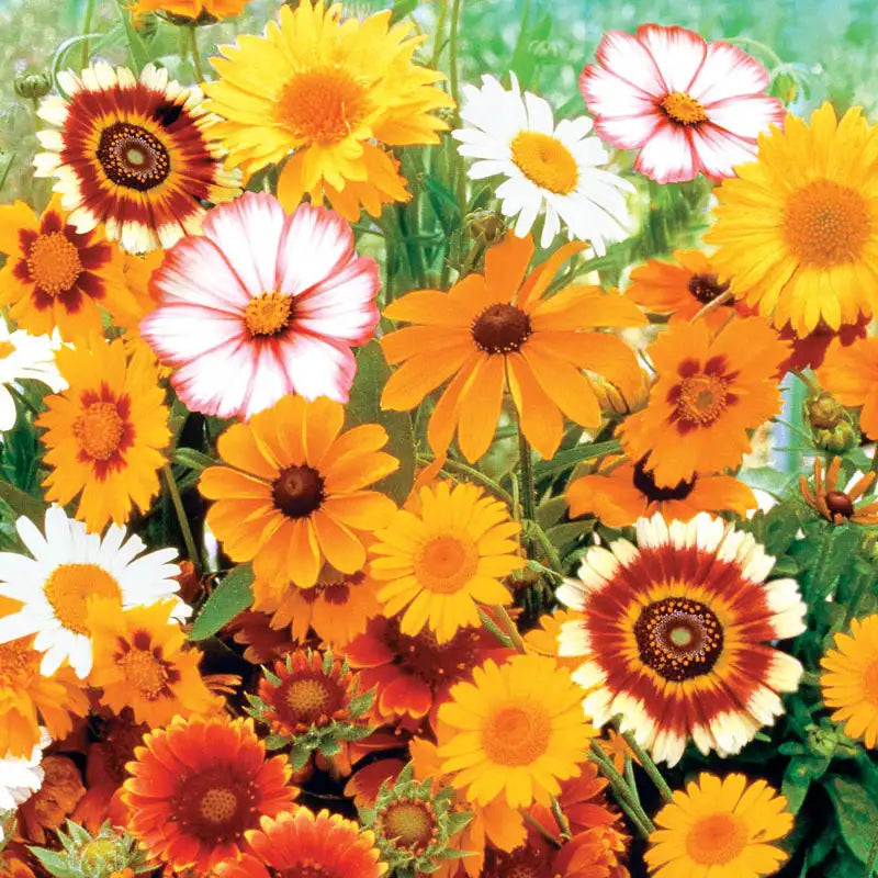 garden daisy seeds Gurney's Sun Loving Flowering Seed Mixture (150-Seed Packet)