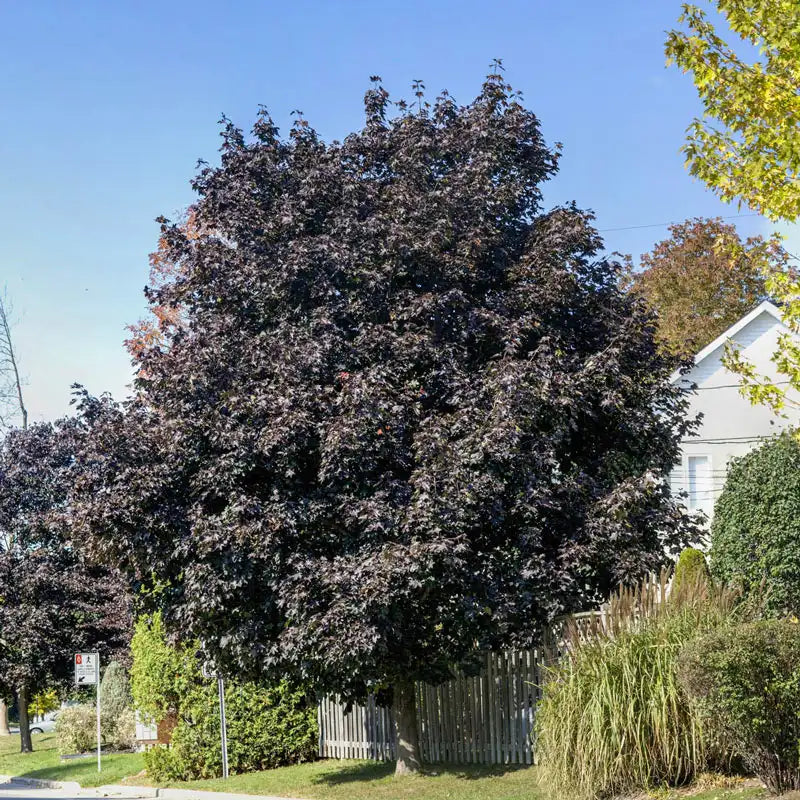 Cardinal Maple Crimson King Maple – Gurney's Seed & Nursery Co.