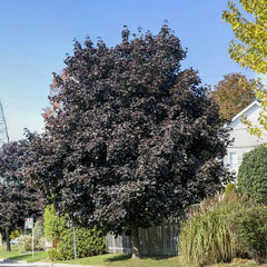 Crimson King Maple – Gurney's Seed & Nursery Co.