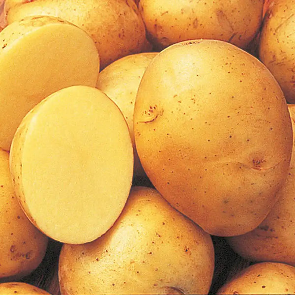 planting yukon gold seed potatoes Yukon Gold Potato