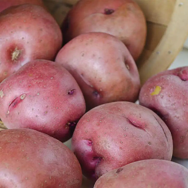 Potato様　用 Red Pontiac Potato | Gurney's Seed & Nursery Co.