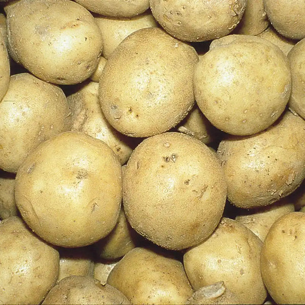 planting kennebec seed potatoes Kennebec Potato