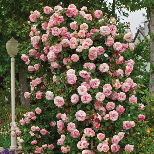Pearly Gates™ Climbing Rose