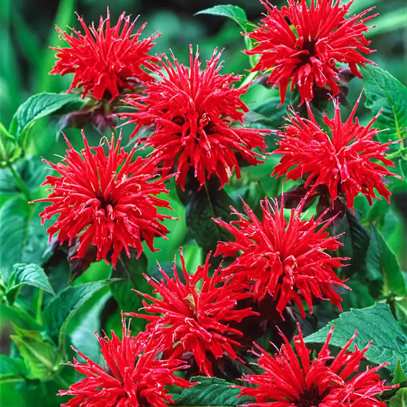 bee balm plant seeds Red Bee Balm