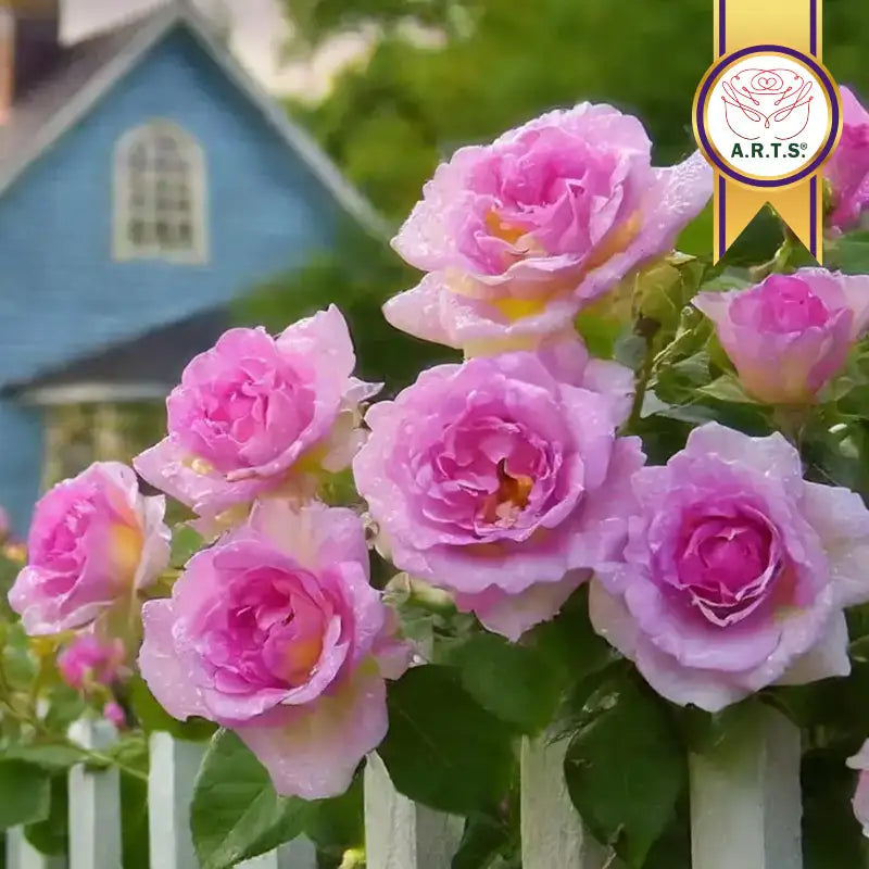 Arctic Blue™ Floribunda Rose | Gurney's Seed & Nursery Co. – Gurneys