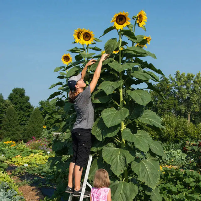 Sunflower American Giant