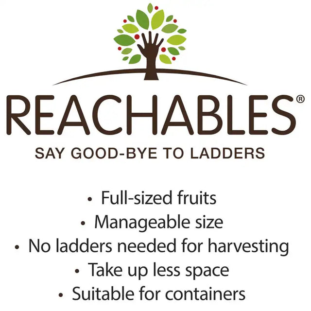 Crunch-A-Bunch® Reachables® Apple Tree