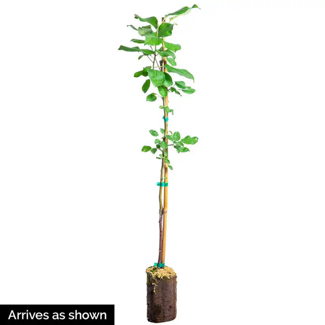 Crunch-A-Bunch® Reachables® Apple Tree