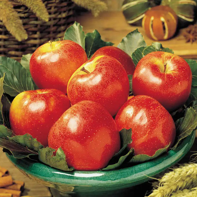 Gala Reachables® Apple Tree