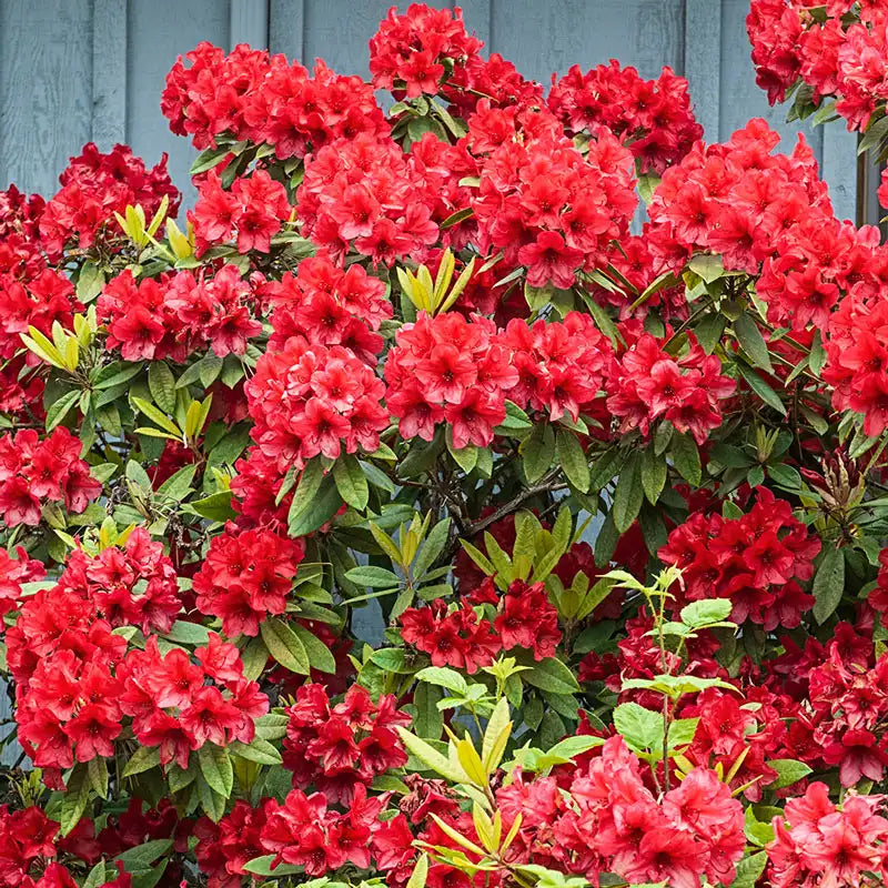 Hershey's Red Azalea | Gurney's Seed & Nursery Co.
