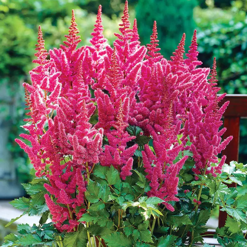 astilbe flower seeds Astounding Astilbe – Gurney's Seed & Nursery Co