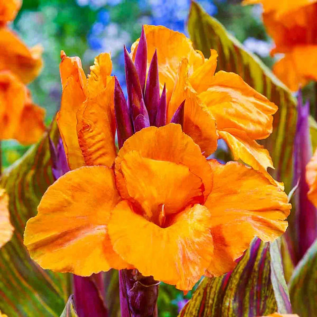 Phasion Variegated Canna