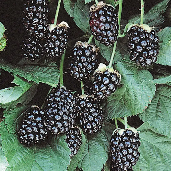 Sweetie Pie Thornless Blackberry | Gurney's Seed & Nursery Co.