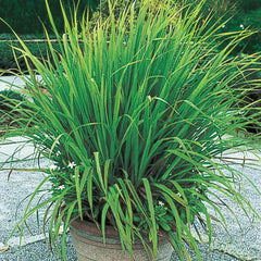 is lemongrass an indoor plant Lemon Grass