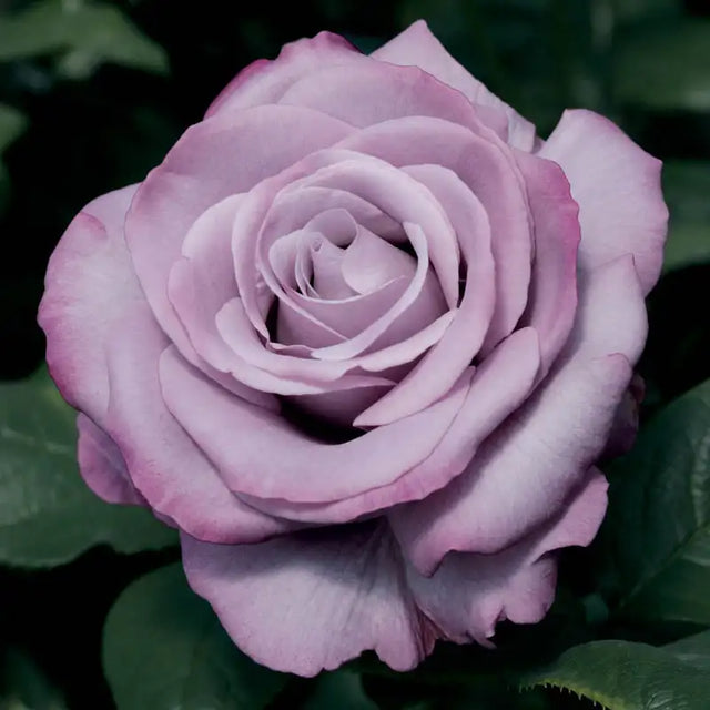 Guernys Roses Neptune™ Hybrid Tea Rose | Gurney's Seed & Nursery Co. – Gurneys