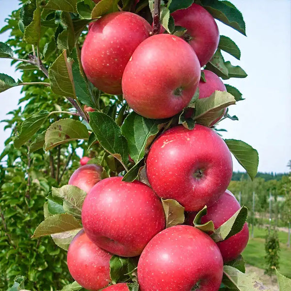Tasty Red™ Fruit Snacks™ Apple Tree | Gurney's Seed & Nursery Co.