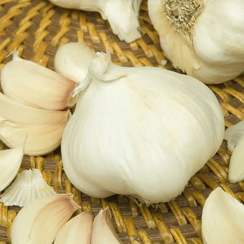 seeds & bulbs rose Nootka Rose Softneck Garlic - 3 Bulbs | Allium satiuvum 'Nootka Rose'