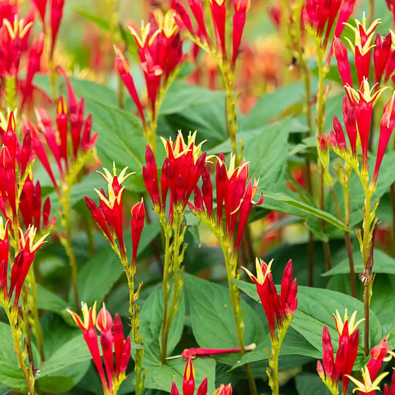 indian pink flower seeds Indian Pink