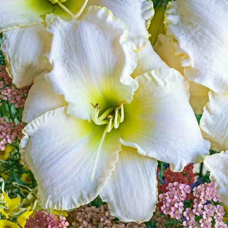 lily white snow Early Snow Daylily – Gurney's Seed & Nursery Co