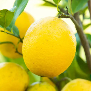 Dwarf Meyer Lemon Tree | Gurney's Seed & Nursery Co. – Gurneys
