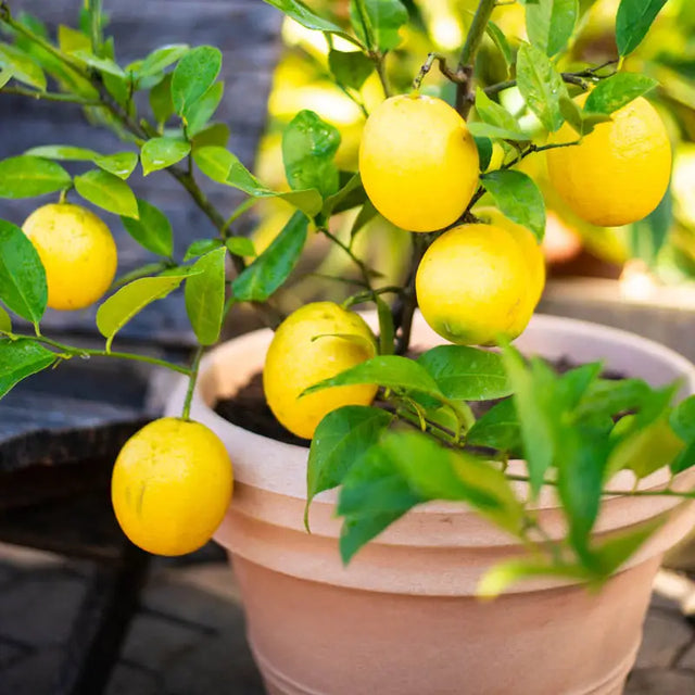 Dwarf Meyer Lemon Tree | Gurney's Seed & Nursery Co.