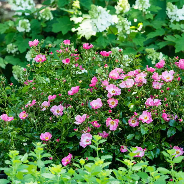 Guernys Roses Forever & Ever® Pink Rose | Gurney's Seed & Nursery Co. – Gurneys