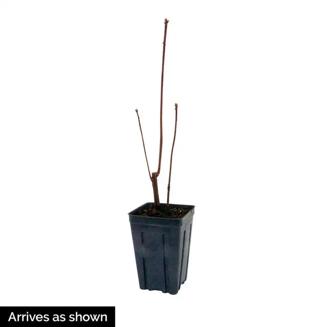 Golden Lights Hardy Azalea