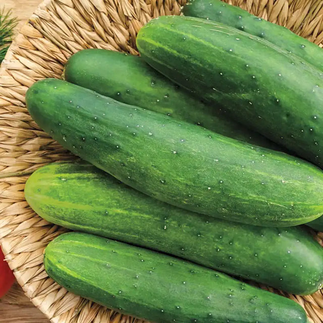 Sweet Salad II Hybrid Slicing Cucumber